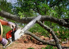 How Our Tree Care Process Works  in  Evergreen, CO